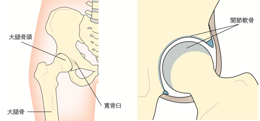 股関節の正常像/大腿骨と寛骨臼の関節面