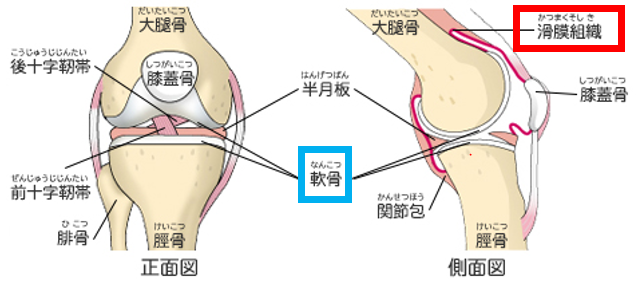 膝関節の部位名
