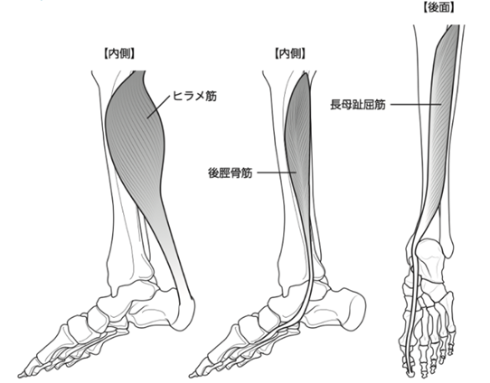 シンスプリントに関わる筋肉