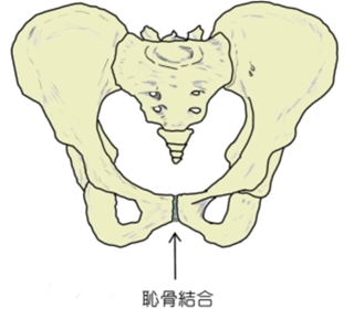 恥骨結合の位置