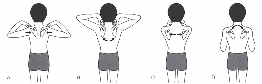 図：肩甲骨回し